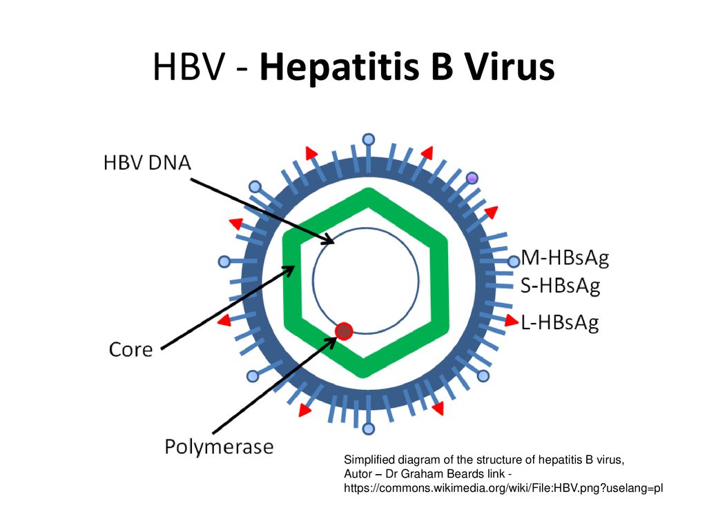 Na Zaka Enie Hbv I Hcv Wojew Dzka Stacja Sanitarno Epidemiologiczna W